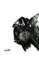 Picture of Sketched Bison _GroupedProduct_Rectangle_Portrait_Unframed_Print_Only_