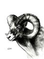 Picture of Sketched Ram _GroupedProduct_Rectangle_Portrait_Unframed_Print_Only_