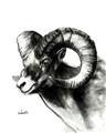 Picture of Sketched Ram _GroupedProduct_Rectangle_Portrait_Unframed_Print_Only_