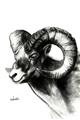 Picture of Sketched Ram _GroupedProduct_Rectangle_Portrait_Unframed_Print_Only_