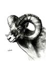 Picture of Sketched Ram _GroupedProduct_Rectangle_Portrait_Unframed_Print_Only_