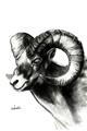 Picture of Sketched Ram _GroupedProduct_Rectangle_Portrait_Unframed_Print_Only_