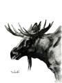 Picture of Sketched Moose _GroupedProduct_Rectangle_Portrait_Unframed_Print_Only_
