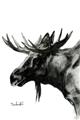 Picture of Sketched Moose _GroupedProduct_Rectangle_Portrait_Unframed_Print_Only_