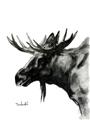 Picture of Sketched Moose _GroupedProduct_Rectangle_Portrait_Unframed_Print_Only_