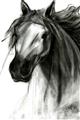 Picture of Sketched Horse _GroupedProduct_Rectangle_Portrait_Unframed_Print_Only_
