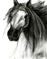 Picture of Sketched Horse _GroupedProduct_Rectangle_Portrait_Unframed_Print_Only_