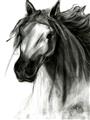 Picture of Sketched Horse _GroupedProduct_Rectangle_Portrait_Unframed_Print_Only_