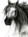 Picture of Sketched Horse _GroupedProduct_Rectangle_Portrait_Unframed_Print_Only_