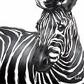 Picture of Zebra Watching _GroupedProduct_Square_Unframed_Print_Only_