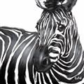 Picture of Zebra Watching _GroupedProduct_Square_Unframed_Print_Only_