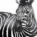 Picture of Zebra Watching _GroupedProduct_Square_Unframed_Print_Only_