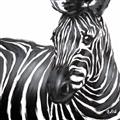 Picture of Zebra Watching _GroupedProduct_Square_Unframed_Print_Only_
