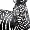 Picture of Zebra Watching _GroupedProduct_Square_Unframed_Print_Only_