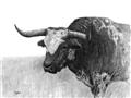 Picture of Big Cattle  _GroupedProduct_Rectangle_Landscape_Unframed_Print_Only_