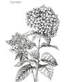 Picture of Hydrangea Sketch  _GroupedProduct_Rectangle_Portrait_Unframed_Print_Only_