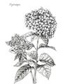 Picture of Hydrangea Sketch  _GroupedProduct_Rectangle_Portrait_Unframed_Print_Only_