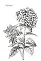 Picture of Hydrangea Sketch  _GroupedProduct_Rectangle_Portrait_Unframed_Print_Only_