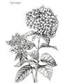 Picture of Hydrangea Sketch  _GroupedProduct_Rectangle_Portrait_Unframed_Print_Only_
