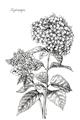 Picture of Hydrangea Sketch  _GroupedProduct_Rectangle_Portrait_Unframed_Print_Only_