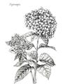 Picture of Hydrangea Sketch  _GroupedProduct_Rectangle_Portrait_Unframed_Print_Only_