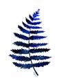Picture of Indigo Fern  _GroupedProduct_Rectangle_Portrait_Unframed_Print_Only_