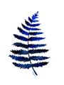 Picture of Indigo Fern  _GroupedProduct_Rectangle_Portrait_Unframed_Print_Only_