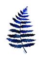 Picture of Indigo Fern  _GroupedProduct_Rectangle_Portrait_Unframed_Print_Only_