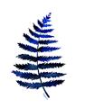 Picture of Indigo Fern  _GroupedProduct_Rectangle_Portrait_Unframed_Print_Only_