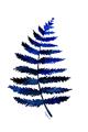 Picture of Indigo Fern  _GroupedProduct_Rectangle_Portrait_Unframed_Print_Only_