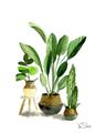 Picture of House Plants I  _GroupedProduct_Rectangle_Portrait_Unframed_Print_Only_