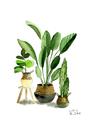 Picture of House Plants I  _GroupedProduct_Rectangle_Portrait_Unframed_Print_Only_