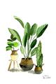 Picture of House Plants I  _GroupedProduct_Rectangle_Portrait_Unframed_Print_Only_