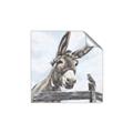 Picture of Donkey time _GroupedProduct_Square_Unframed_Print_Only_