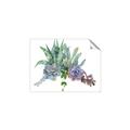 Picture of Succulent Group _GroupedProduct_Rectangle_Landscape_Unframed_Print_Only_