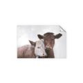 Picture of Cow buddies _GroupedProduct_Rectangle_Landscape_Unframed_Print_Only_
