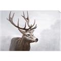 Picture of Reindeer _GroupedProduct_Rectangle_Landscape_Unframed_Print_Only_