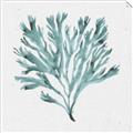 Picture of Teal Coral II  _GroupedProduct_Square_Unframed_Print_Only_