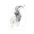 Picture of Ram Charcoal _GroupedProduct_Rectangle_Portrait_Unframed_Print_Only_