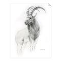 Picture of Ram Charcoal _GroupedProduct_Rectangle_Portrait_Unframed_Print_Only_