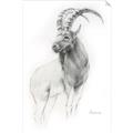 Picture of Ram Charcoal _GroupedProduct_Rectangle_Portrait_Unframed_Print_Only_