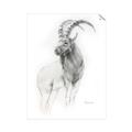 Picture of Ram Charcoal _GroupedProduct_Rectangle_Portrait_Unframed_Print_Only_