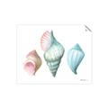 Picture of Seashells I  _GroupedProduct_Rectangle_Landscape_Unframed_Print_Only_