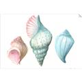 Picture of Seashells I  _GroupedProduct_Rectangle_Landscape_Unframed_Print_Only_