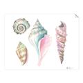 Picture of Seashells II  _GroupedProduct_Rectangle_Landscape_Unframed_Print_Only_
