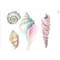 Picture of Seashells II  _GroupedProduct_Rectangle_Landscape_Unframed_Print_Only_