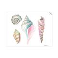Picture of Seashells II  _GroupedProduct_Rectangle_Landscape_Unframed_Print_Only_