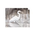 Picture of Wading Egret _GroupedProduct_Rectangle_Landscape_Unframed_Print_Only_