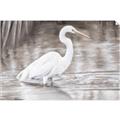 Picture of Wading Egret _GroupedProduct_Rectangle_Landscape_Unframed_Print_Only_