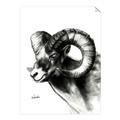 Picture of Sketched Ram _GroupedProduct_Rectangle_Portrait_Unframed_Print_Only_